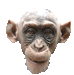 :chimpface: