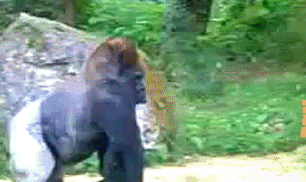 Help Wanted Gorilla :gorrila3: :gorrila3: