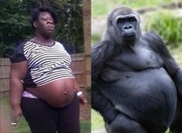 sowzilla_vs_gorilla.jpg