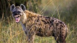 hyena.jpg