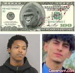 harambe 100.jpg harambe 100.jpg