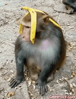 monkey-eating Gibs.gif