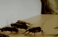 roaches.gif roaches.gif