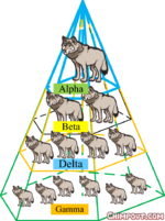 Social-hierarchy-of-wolves-in-GWO.png
