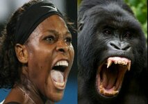 williams_tennis_gorilla.jpg