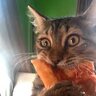 PizzaCat