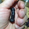 Tiny Black Penis