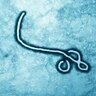 Monkey Plague