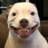 PitBull Enthusiast