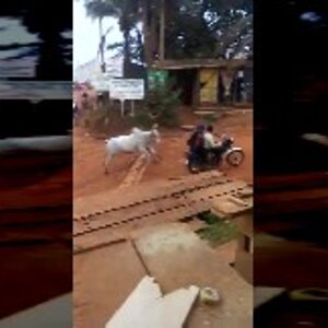 Liveleak.com - Cow Takes Out 2 People on a Scooter